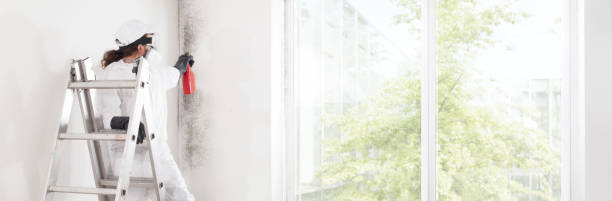 Best Black Mold Removal  in Gore, OK